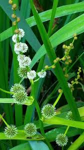 Sparganium erectum L., Branched bur-reed (World flora) - Pl@ntNet ...