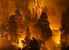 Resultado de imagen para quema de bosques por la ganadería