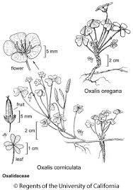 Oxalis corniculata