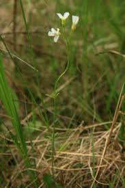 Cardamine pratensis - Michigan Flora