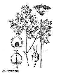 Sp. Physospermum cornubiense - florae.it