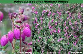Image result for Daboecia x. scotica
  ( Scotica Heath )