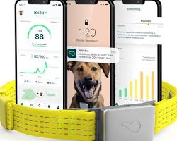 pet owner tracking pet health data on a mobile app