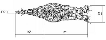 bdelloidea rotifer