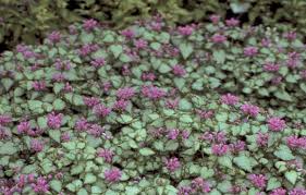 A Comparative Study of Ground Cover Lamium