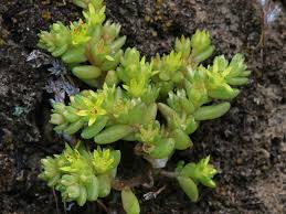 Sedum litoreum (Coastal Stonecrop) | World of Succulents