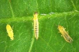 Image result for thrips cotton damage
