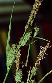 Carex tomentosa - Wikipedia