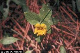Plants Profile for Mimulus moschatus (muskflower)