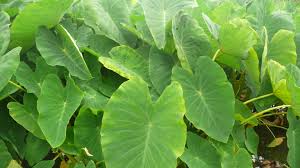 Image result for Taro Leaves