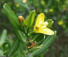 Cneorum tricoccon Spurge Olive PFAF Plant Database