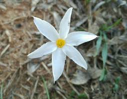 Narcissus serotinus L., Lesser Narcissus (World flora) - Pl@ntNet ...
