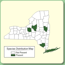 Salsola kali ssp. kali - Species Page - NYFA: New York Flora Atlas