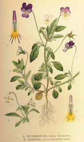Viola tricolor - Wikipedia