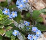 Plants with blue flowers, NaturaGraeca