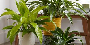 Easy Houseplants to Grow | Better Homes & Gardens