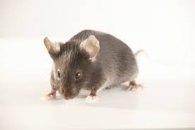 Image result for a mouse next to a human standing