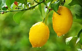 lemon tree ile ilgili görsel sonucu