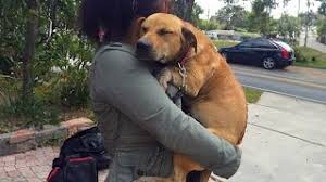 hu. After three years of being abandoned, Kate, the lost dog, finally found unwavering support in the arms of her new owner. This touching reunion touched the hearts of millions, highlighting the transformative power of love and compassion.