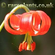 Lilium pomponium – RarePlants