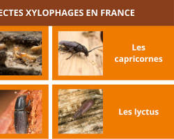 Image de Insectes xylophages