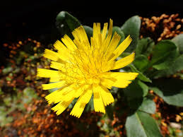 Hieracium L. | Plants of the World Online | Kew Science