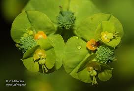 Euphorbia serrulata - picture 4 - The Bulgarian flora online