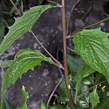 Lapsana communis (common nipplewort): Go Botany