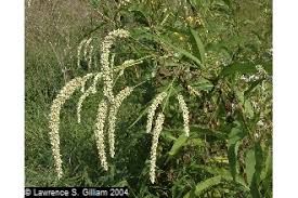 Plants Profile for Polygonum lapathifolium (curlytop knotweed)