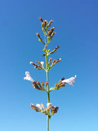 Clinopodium menthifolium - Wikipedia
