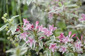 Weigela florida 'Variegata' - BBC Gardeners World Magazine