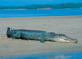 Image result for saltwater crocodile