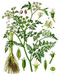 Oenanthe (plant) - Wikipedia