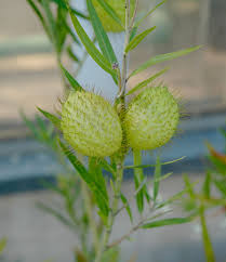 Gomphocarpus fruticosus - Wikipedia