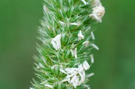 Phleum hirsutum subsp. ambiguum - Pallano