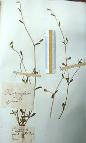 Lectotype of Silene neglecta in Herbarium Tenore, NAP!, designated ...