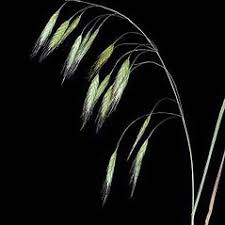 Bromus arvensis (field brome): Go Botany