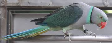 Image result for Layard's Parakeet