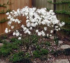 Image result for star magnolia