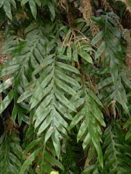 Taxon Profile | Blechnaceae - Flora of New Zealand