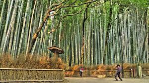 Image result for bamboo forest