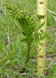 Southwest Colorado Wildflowers, Botrychium lanceolatum