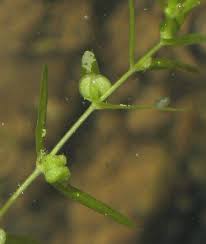 Callitriche truncata (Southern Water Starwort) : MaltaWildPlants.com ...