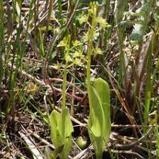 Liparis loeselii (Loesel's Wide Lipped Orchid): Go Orchids