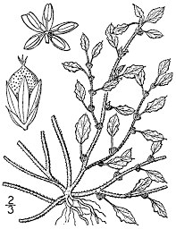 Amaranthus crispus - Wikipedia
