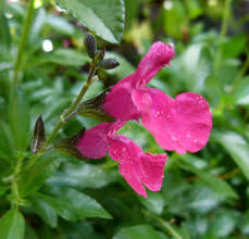 File:Salvia grahami.JPG - Wikimedia Commons