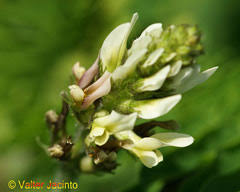 Astragalus boeticus Swedish Coffee PFAF Plant Database