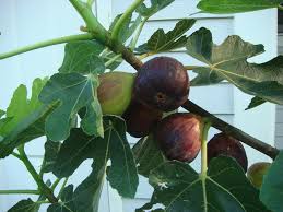 Image result for figtree