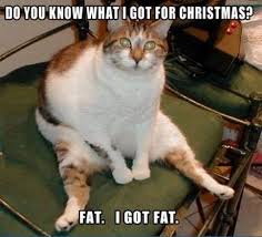 Fat cat - Meme Picture | Webfail - Fail Pictures and Fail Videos via Relatably.com