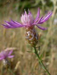 Anexo:Especies de Centaurea - Wikipedia, la enciclopedia libre
